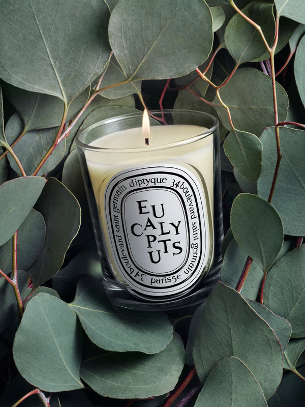Eucalyptus (Eukalyptus) - Klassische Kerze